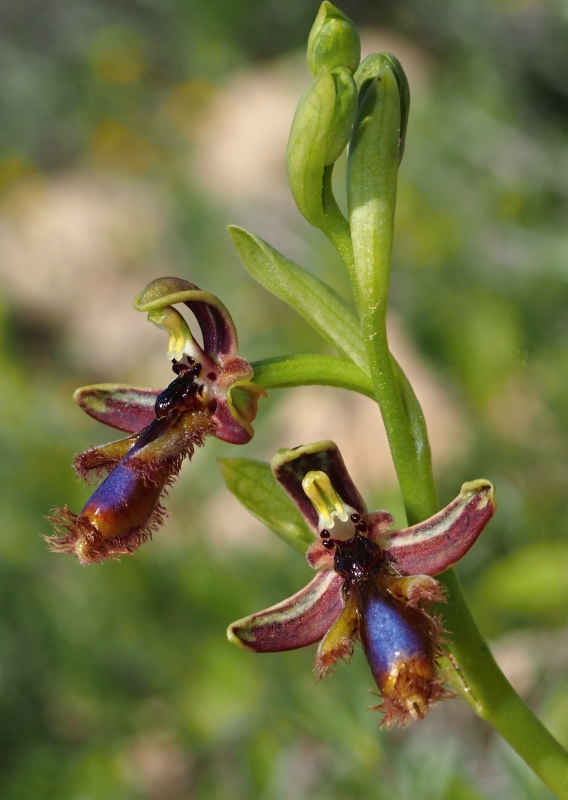 Tořič brvitý krále Ferdinanda (Ophrys speculum subsp. regis-ferdinandii) 