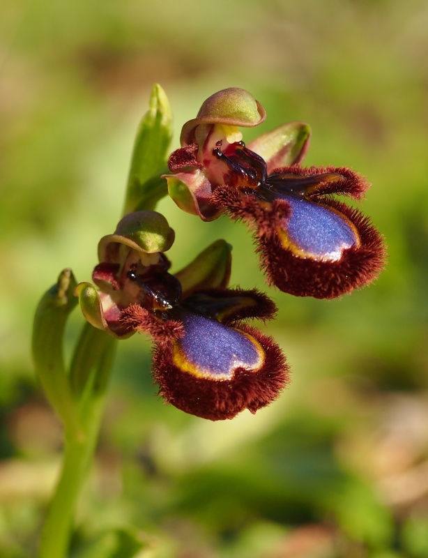 Tořič brvitý pravý (Ophrys speculum subsp. speculum)