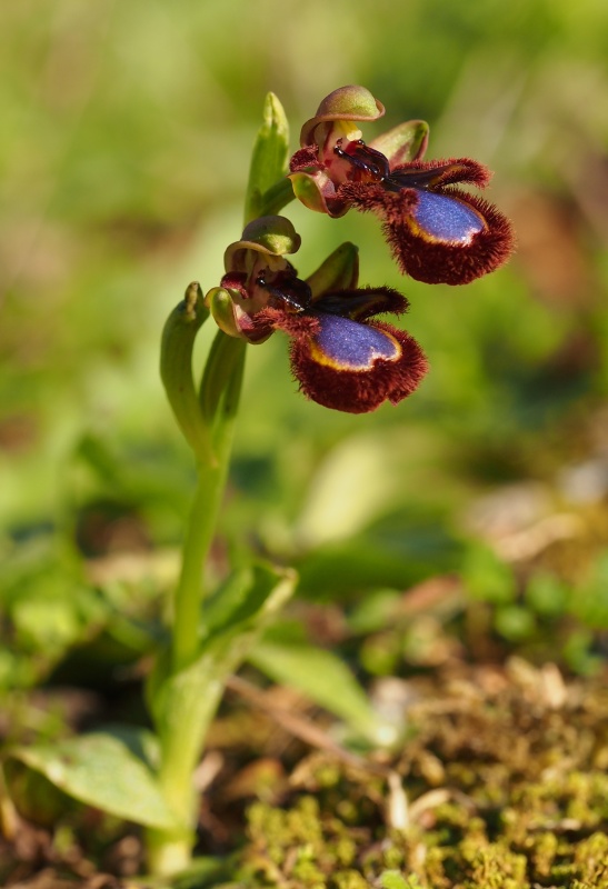 Tořič brvitý pravý (Ophrys speculum subsp. speculum)