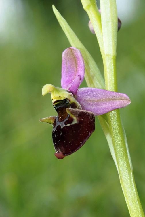 Tořič čmelákovitý Holubyho (Ophrys holoserica subsp.holubyana)