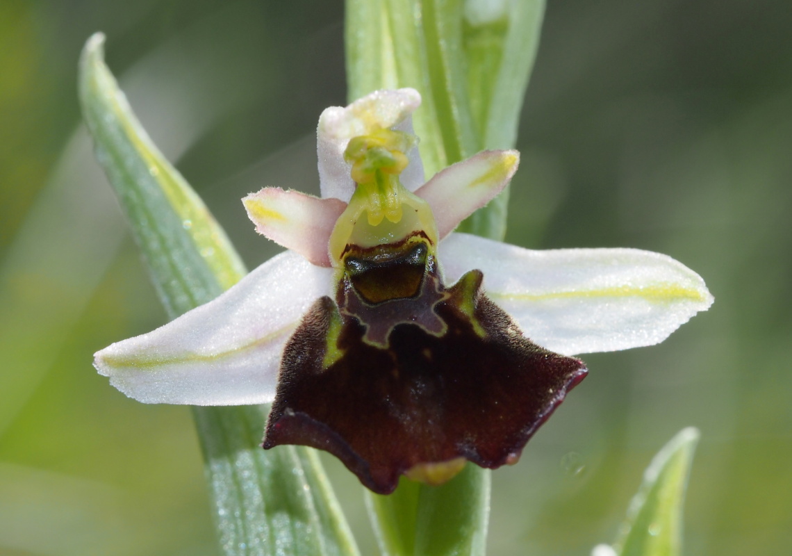 Tořič čmelákovitý (Ophrys holoserica)