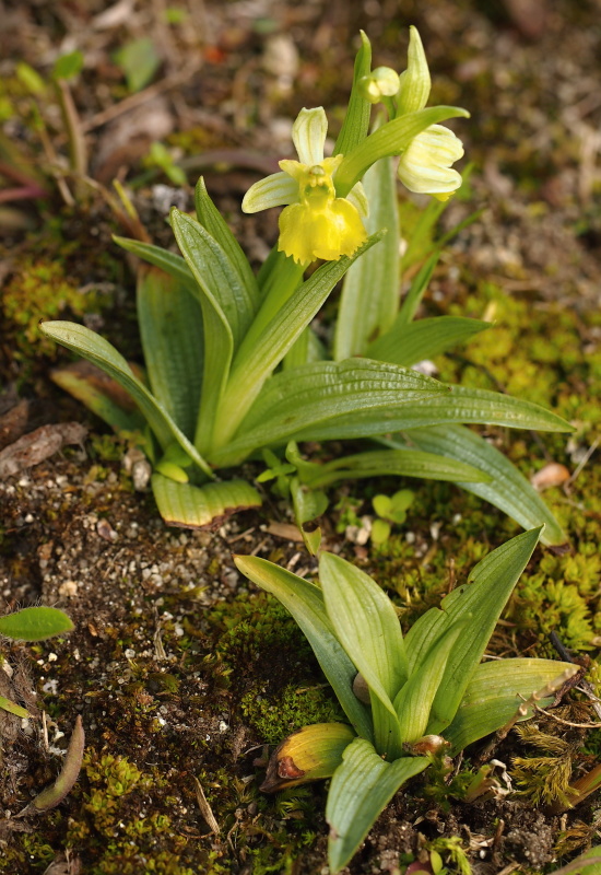 Tořič čmelákovitý (Ophrys holoserica)