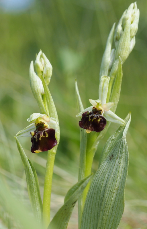 Tořič čmelákovitý (Ophrys holoserica)