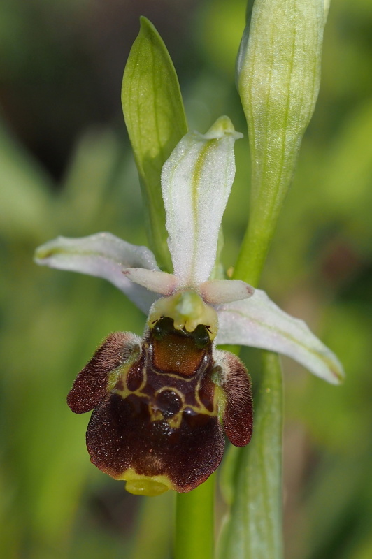 Tořič čmelákovitý (Ophrys holoserica)