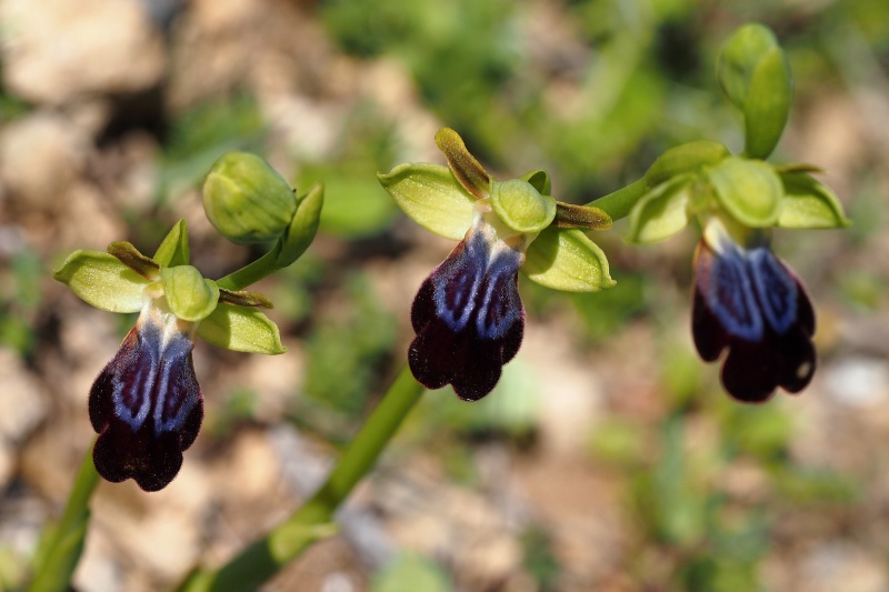 Tořič duhový pravý (Ophrys iricolor subsp. iricolor)