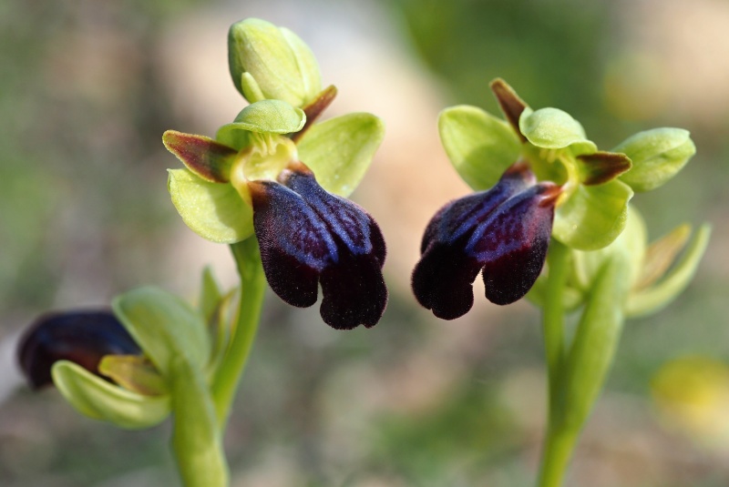 Tořič duhový pravý (Ophrys iricolor subsp. iricolor)