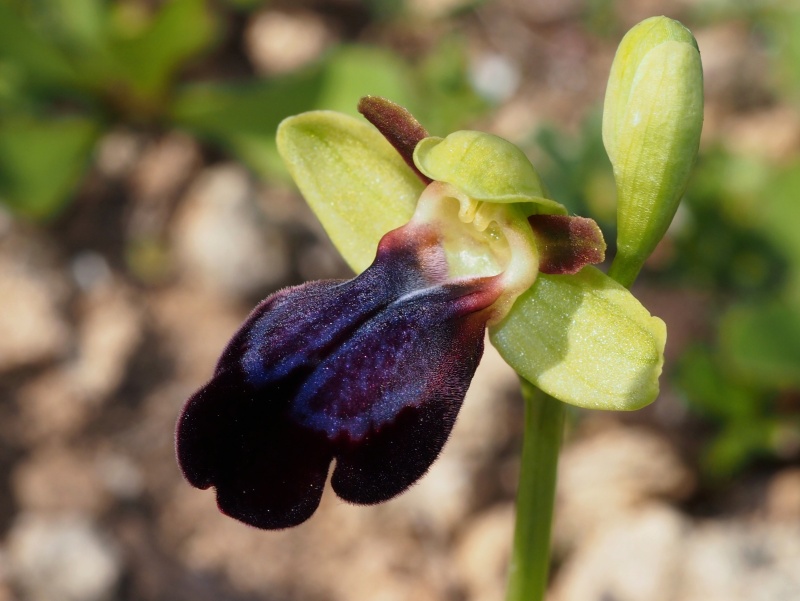 Tořič duhový pravý (Ophrys iricolor subsp. iricolor)