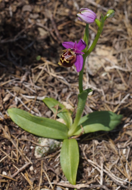 Tořič Heldreichův kalypso (Ophrys heldreichii subsp. calypsus) 