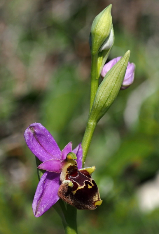 Tořič Heldreichův kalypso (Ophrys heldreichii subsp. calypsus) 