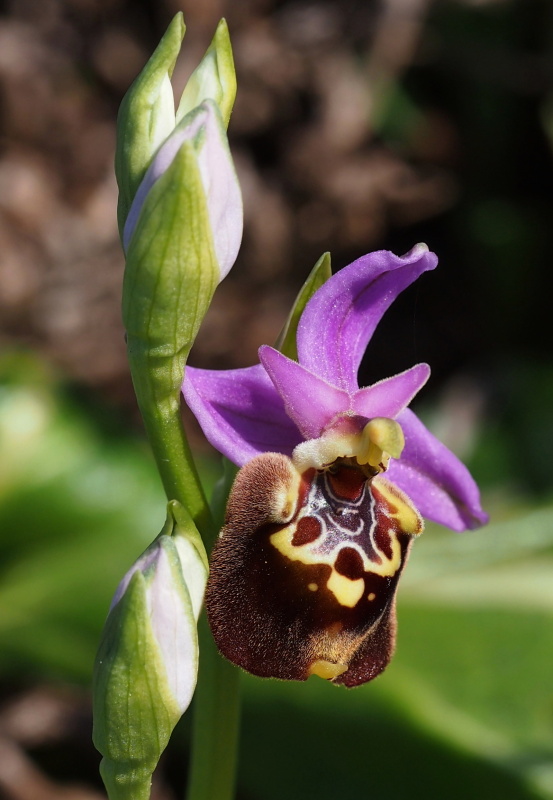 Tořič Heldreichův kalypso (Ophrys heldreichii subsp. calypsus) 