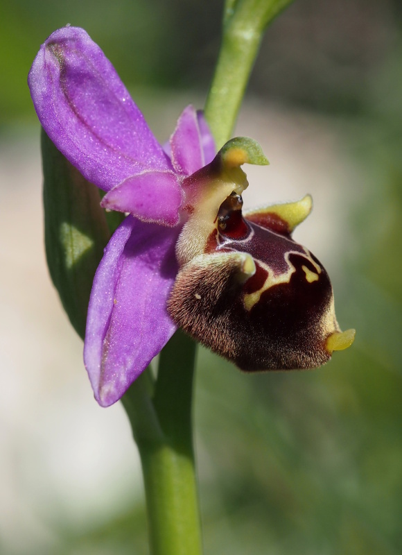 Tořič Heldreichův kalypso (Ophrys heldreichii subsp. calypsus) 