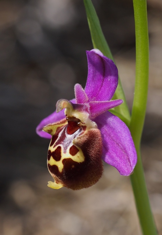 Tořič Heldreichův kalypso (Ophrys heldreichii subsp. calypsus) 