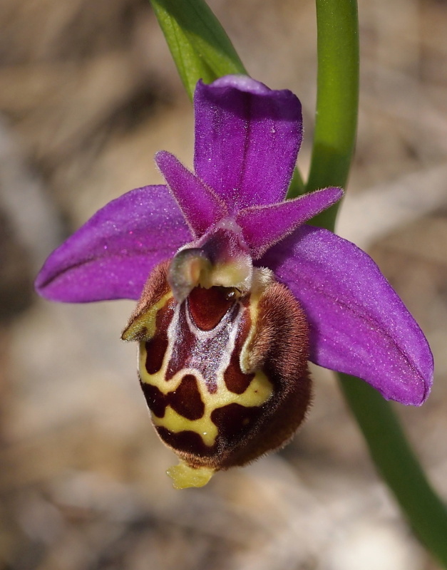 Tořič Heldreichův kalypso (Ophrys heldreichii subsp. calypsus) 