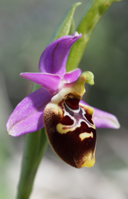 Tořič Heldreichův maličký (Ophrys heldreichii subsp. pusilla)