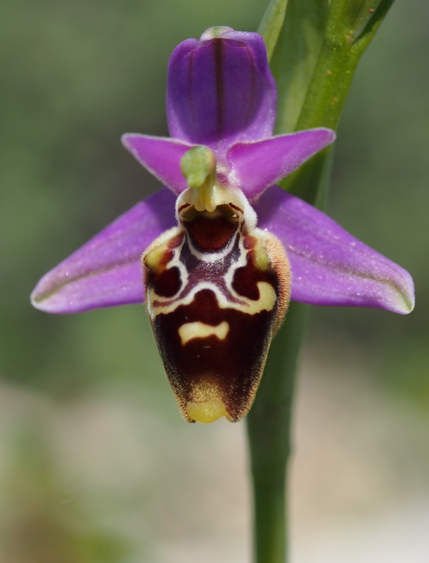 Tořič Heldreichův maličký (Ophrys heldreichii subsp. pusilla)