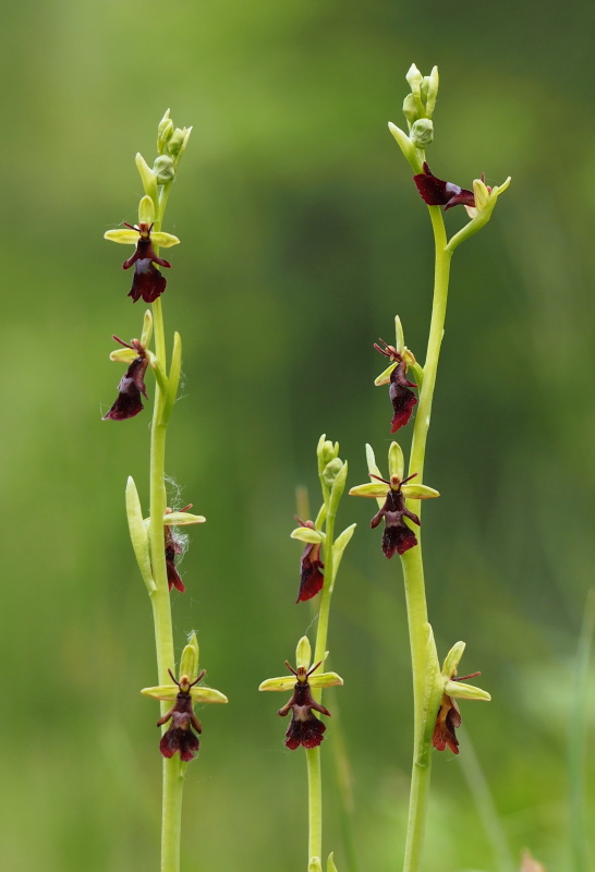 Tořič hmyzonosný (Ophrys insectifera)