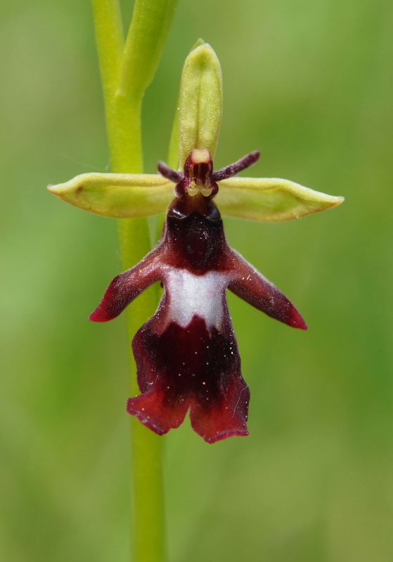 Tořič hmyzonosný (Ophrys insectifera)