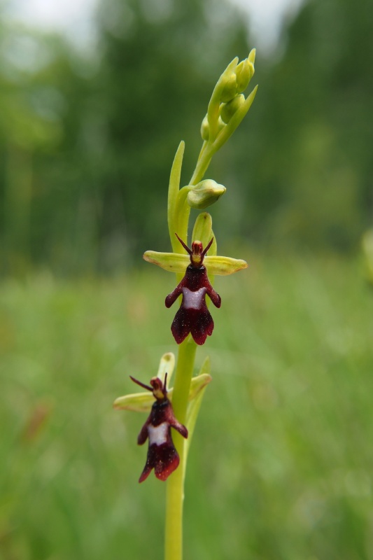 Tořič hmyzonosný (Ophrys insectifera)