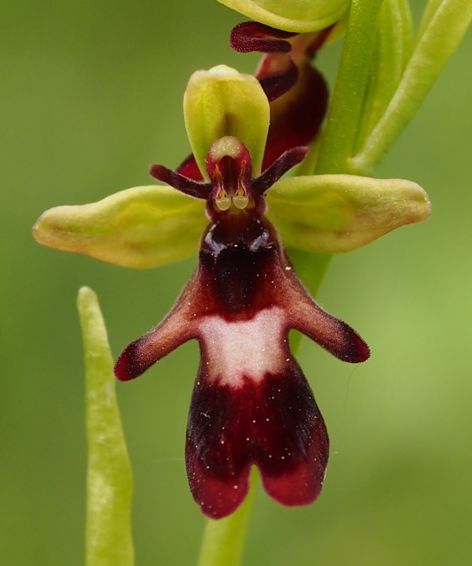 Tořič hmyzonosný (Ophrys insectifera)