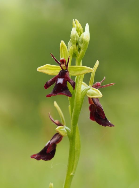 Tořič hmyzonosný (Ophrys insectifera)