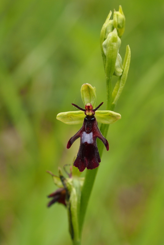 Tořič hmyzonosný (Ophrys insectifera)