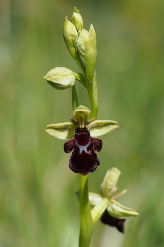 Tořič hmyzonosný x čmelákovitý Holubyho (Ophrys insectifera x O.holoserica subsp.Holubyana) 