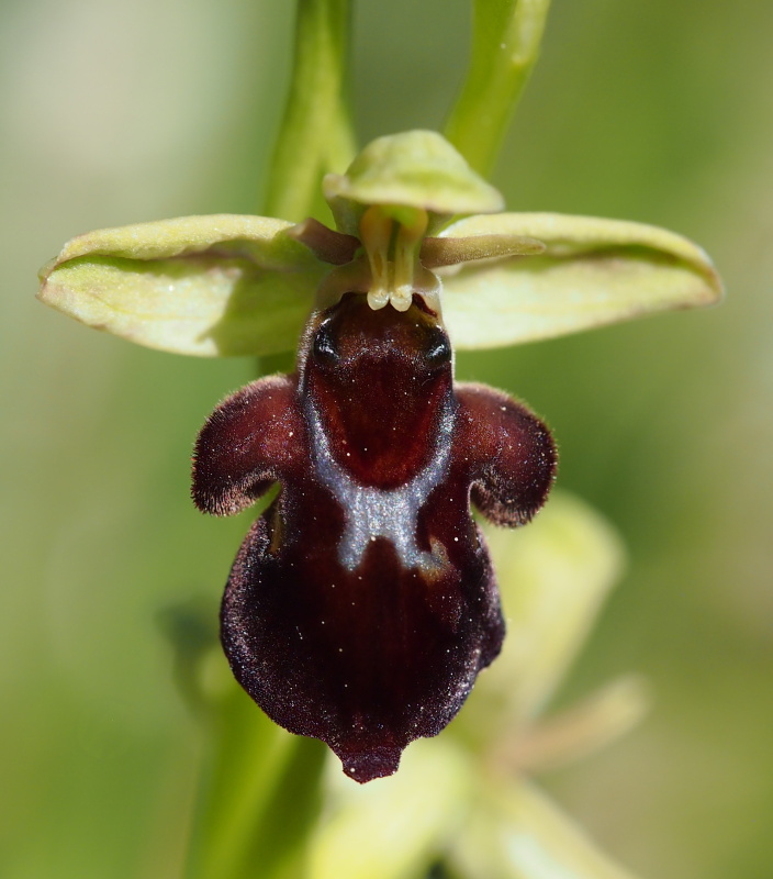 Tořič hmyzonosný x čmelákovitý Holubyho (Ophrys insectifera x O.holoserica subsp.Holubyana) 