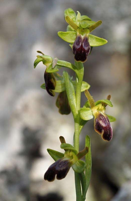 Tořič hnědý (Ophrys fusca subsp. lucana)