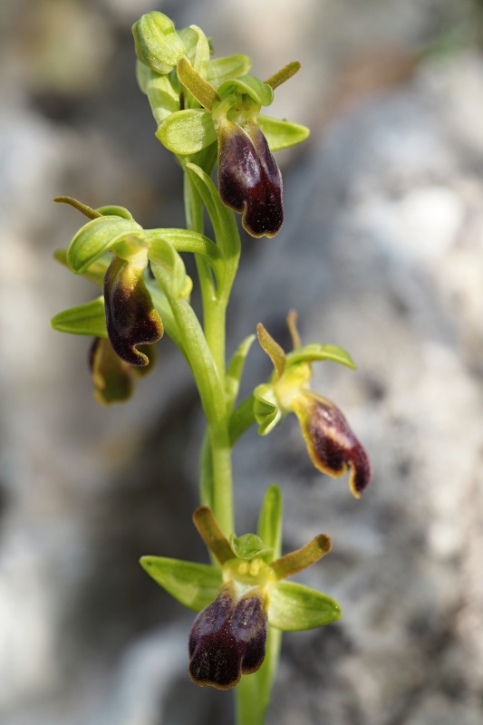 Tořič hnědý (Ophrys fusca subsp. lucana)