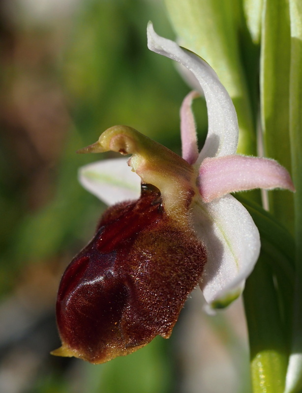 Tořič koňská podkova rhodský (Ophrys ferrum-equinum subsp. lucis)