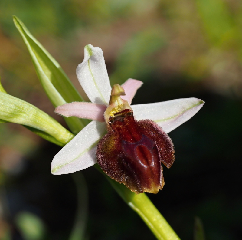 Tořič koňská podkova rhodský (Ophrys ferrum-equinum subsp. lucis)