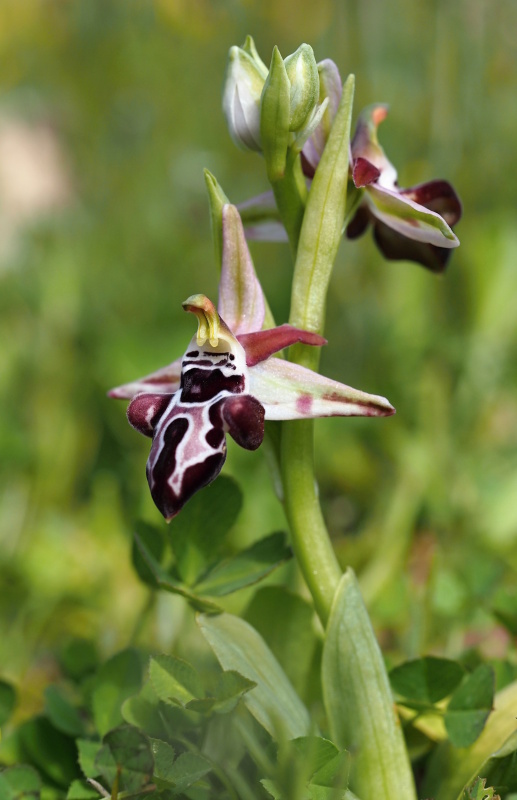  Tořič krétský karpathoský (Ophrys cretica subsp. karpathensis)