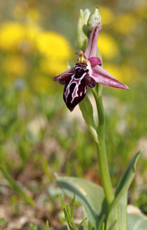  Tořič krétský karpathoský (Ophrys cretica subsp. karpathensis)