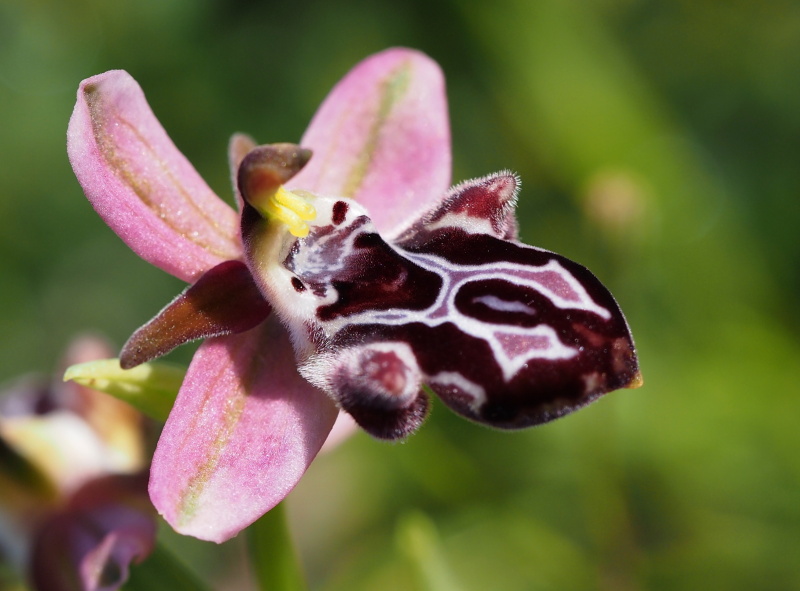  Tořič krétský karpathoský (Ophrys cretica subsp. karpathensis)