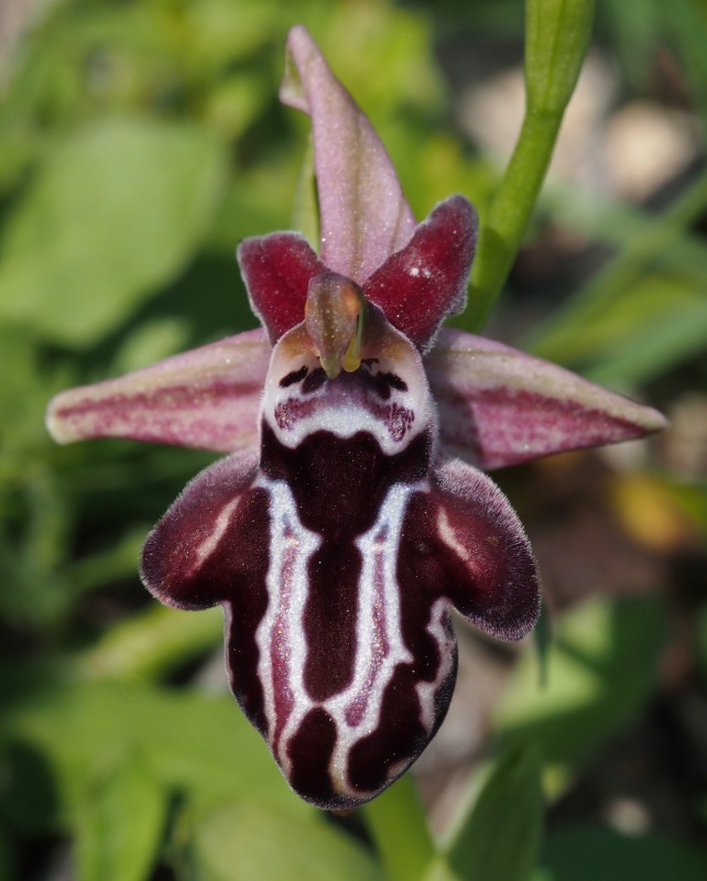  Tořič krétský karpathoský (Ophrys cretica subsp. karpathensis)