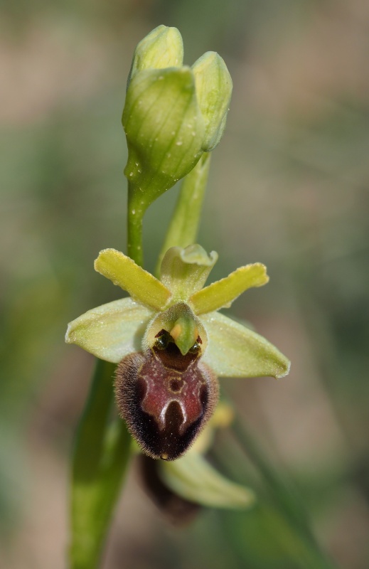 Tořič pavoukonosný (Ophrys sphegodes)