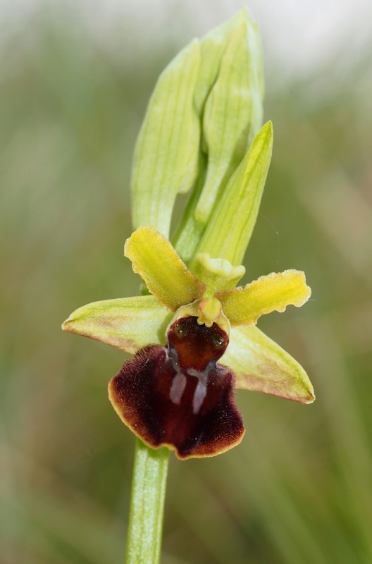 Tořič pavoukonosný pravý (Ophrys sphegodes subsp. sphegodes)