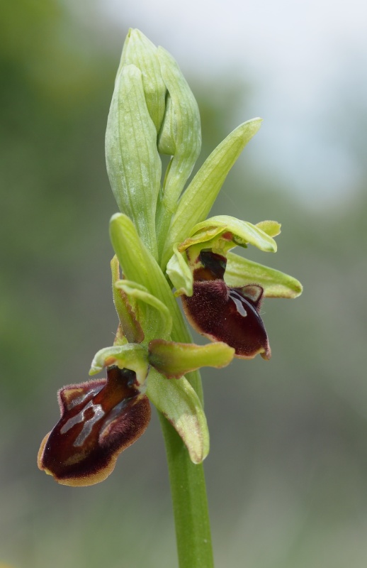 Tořič pavoukonosný pravý (Ophrys sphegodes subsp. sphegodes)