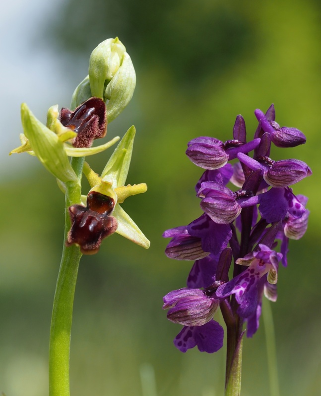 Tořič pavoukonosný pravý (Ophrys sphegodes subsp. sphegodes)