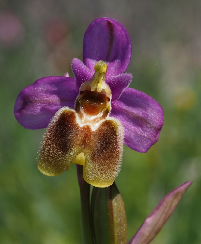 Tořič pilatkonosný (Ophrys tenthredinifera subsp. leochroma)