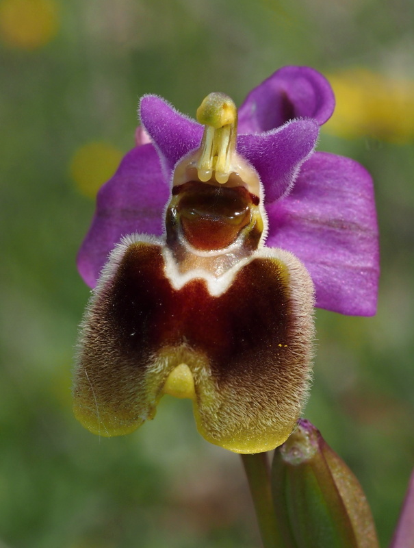 Tořič pilatkonosný (Ophrys tenthredinifera subsp. leochroma)