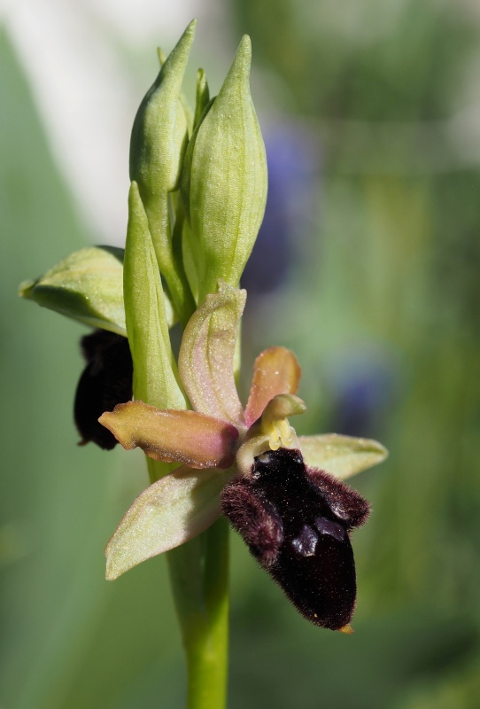 Tořič podhorský (Ophrys promontorii)