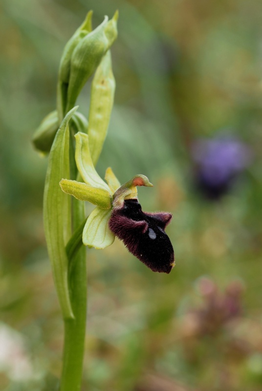 Tořič podhorský (Ophrys promontorii)