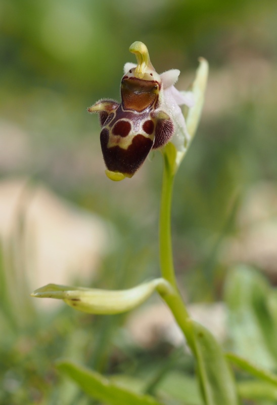 Tořič střečkonosný dodekanéský (Ophrys oestrifera subsp.dodecanensis)