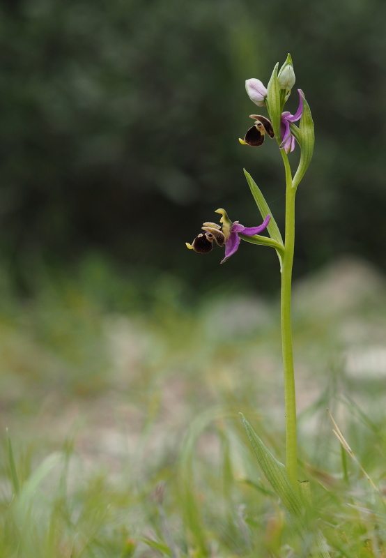 Tořič střečkonosný (Ophrys oestrifera subsp. montis-gargani)