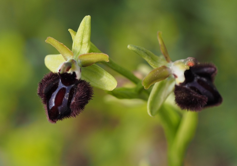 Tořič tmavý pravý (Ophrys incubacea)