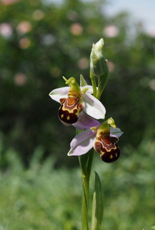 Tořič včelonosný (Ophrys apifera)