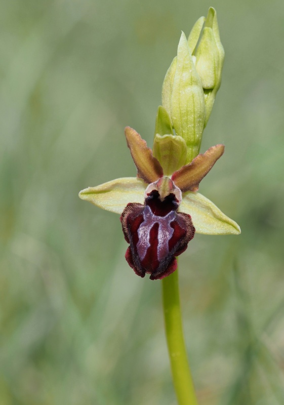 Tořič velikonoční gargánský (Ophrys sphegodes subsp.garganica)