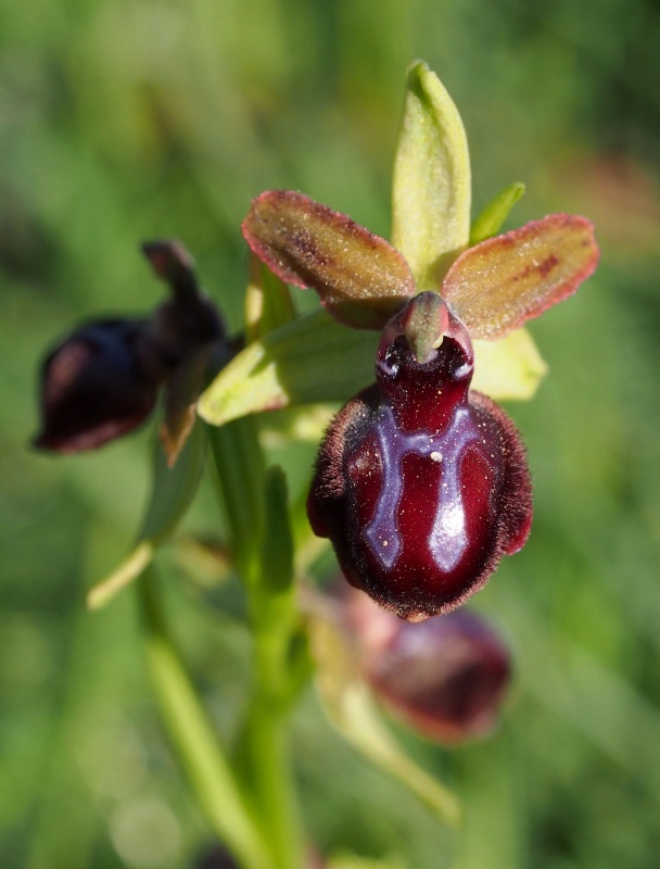 Tořič velikonoční gargánský (Ophrys sphegodes subsp.garganica)