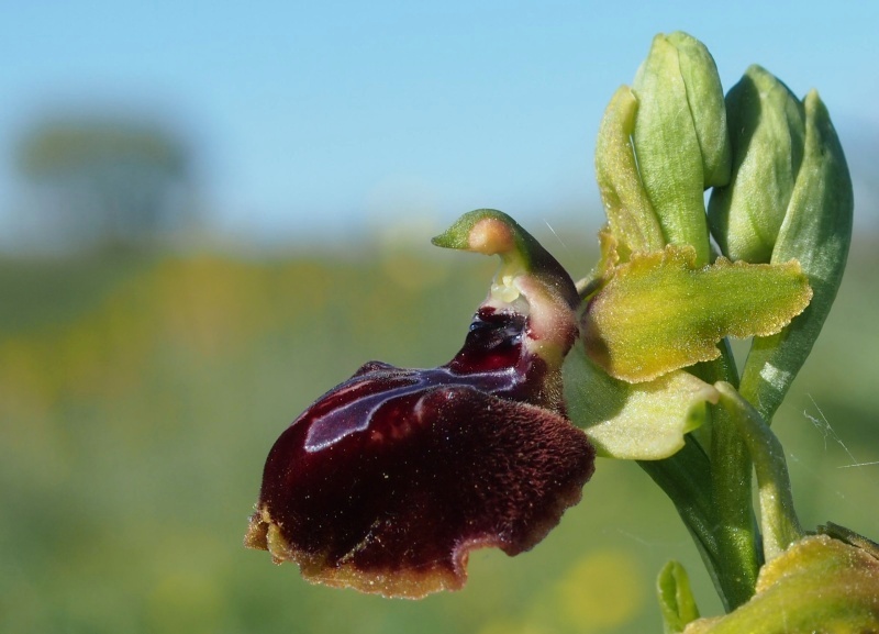 Tořič velikonoční gargánský (Ophrys sphegodes subsp.garganica)